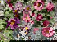 デートコースのリピーター様