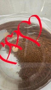 うちのめだかさん