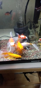 可愛い金魚ちゃんに囲まれて