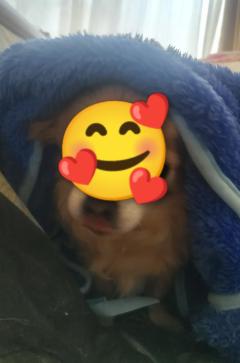 朝から〜🐶が〜