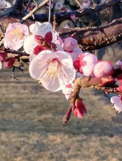 ご主人様いらっしゃい 大分店　