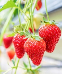 マドンナSANSAIN 宮崎市デリヘル りく 写メ日記「無題」