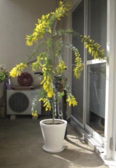 ミモザに決めた！