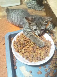 保険屋のおばちゃん　