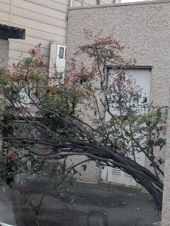 ご主人様いらっしゃい 大分店　