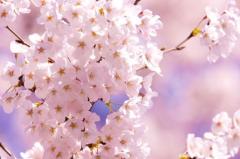 さくら〜?