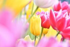 Roots(ルーツ)　かえで