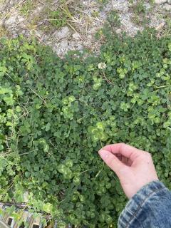 昭和（沖縄・完全個室プライベートエステ）　仲間真理子