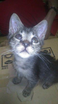 保険屋のおばちゃん　まり