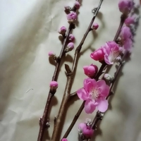 レア出勤します