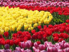 Roots(ルーツ) 都城市デリヘル かえで 写メ日記「本日も」