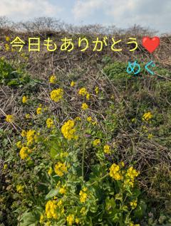 ご主人様いらっしゃい 大分店　めぐ♡美人系素人