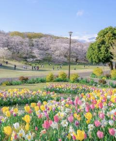 ミセス☆ルビー　しおり❤︎誘うデカ尻❤︎綺麗お勧め