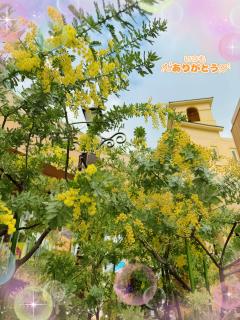 ミモザの日🌼💛