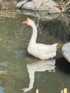 JaPON(デリヘル) 楓ｶｴﾃﾞ