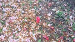 オブリビエイト