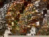 ありがとうございます