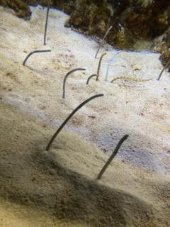 鹿児島天文館デリヘルLOVEVE～ラヴィーヴ～　せな☆GおぱいドM嬢は感度抜群☆