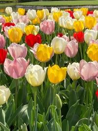 マドンナSANSAIN　はるな