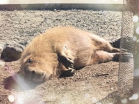 鹿児島ちゃんこ 霧島店　おとは