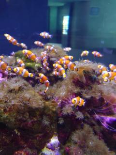 La Rouge　新人・彩心【いろは】