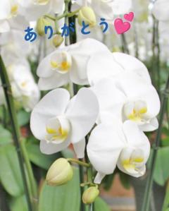 MANIN-ONREIマン淫御礼　楓（かえで）スレンダー美魔女