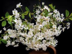 Spica(すぴか)　★かおる★電撃移籍入店決定！