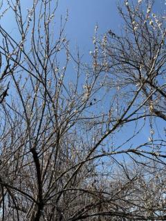 MANIN-ONREIマン淫御礼　美々（みみ）極嬢美人