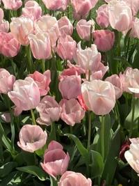 マドンナSANSAIN　はるな