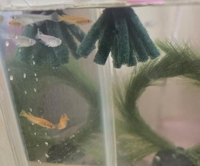 ハンドリング　亀頭責め専門店　のん