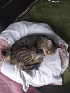 おやすみします