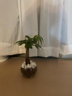 昭和（沖縄・完全個室プライベートエステ）　仲間真理子