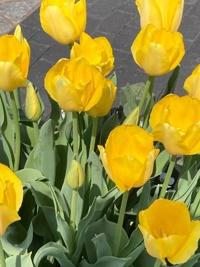 マドンナSANSAIN　はるな