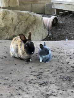 La Rouge　新人・彩心【いろは】