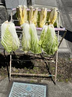 キャンディ　ユメカ