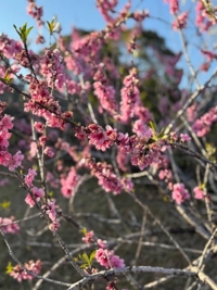 Luxury　後藤りんか(業界初)