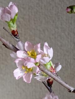 ご主人様いらっしゃい 大分店　ｳﾒ♡１人エッチ覗いてコース