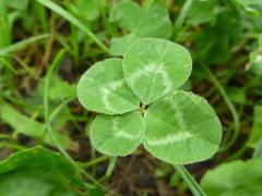 キャンディ　ワタ