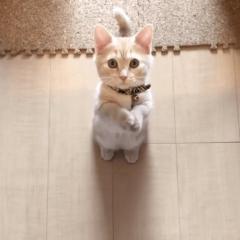 鹿児島天文館デリヘルLOVEVE～ラヴィーヴ～　あずき☆愛嬌◎ぽちゃグラマー嬢☆