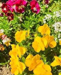 今日は⌒(‘‘)*