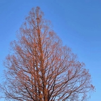 宮崎ちゃんこ都城店　うみ