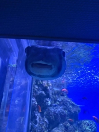 マドンナSANSAIN　ゆず