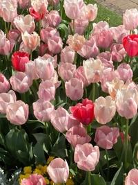 マドンナSANSAIN　ゆず