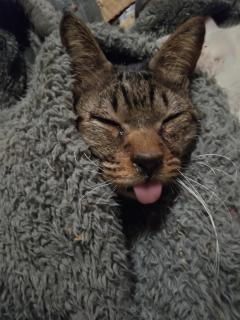 保険屋のおばちゃん　まり