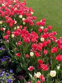 マドンナSANSAIN　菜々