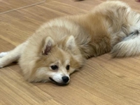 TheGrandPhoenix ジェイ※爆乳Jカップ 出勤しました