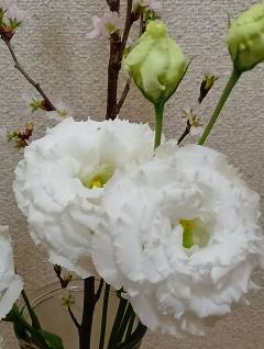 ご主人様いらっしゃい 大分店 ｳﾒ♡１人エッチ覗いてコース こんにちは♪🎶🎶✨