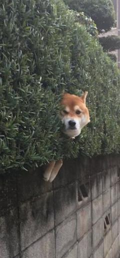 Midnight.Paradise〜真夜中の楽園〜 夢♡ゆめ 近所の犬が〰️