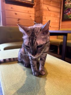 ご主人様いらっしゃい 大分店　