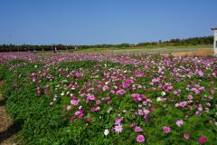 Relaxation spa with (リラクゼーションスパウィズ)　すみれ～Sumire～